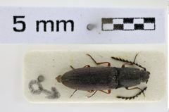 Foto (Dorsalansicht) von Corymbitodes captiosus (NHMW-ZOO-COL-0008519)